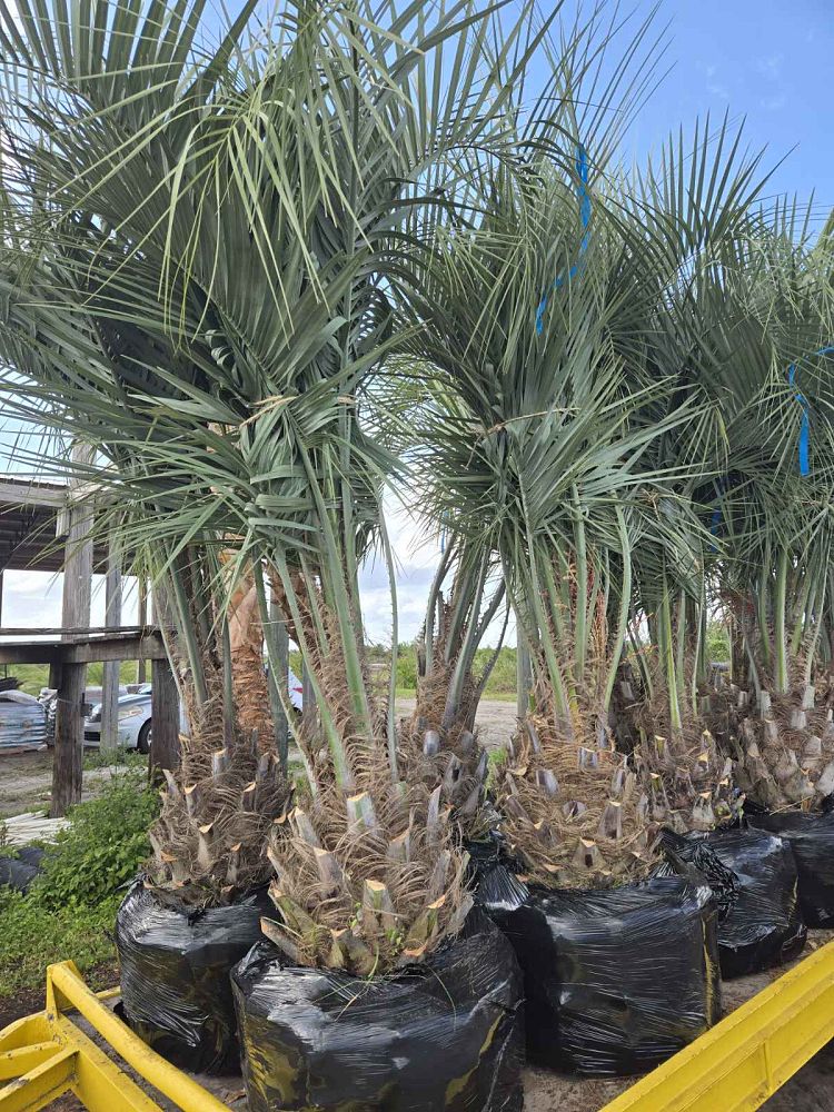 butia-capitata-cocos-australis-pindo-palm-jelly-palm