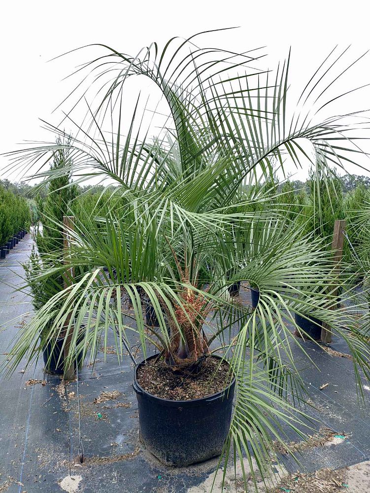 butia-capitata-cocos-australis-pindo-palm-jelly-palm