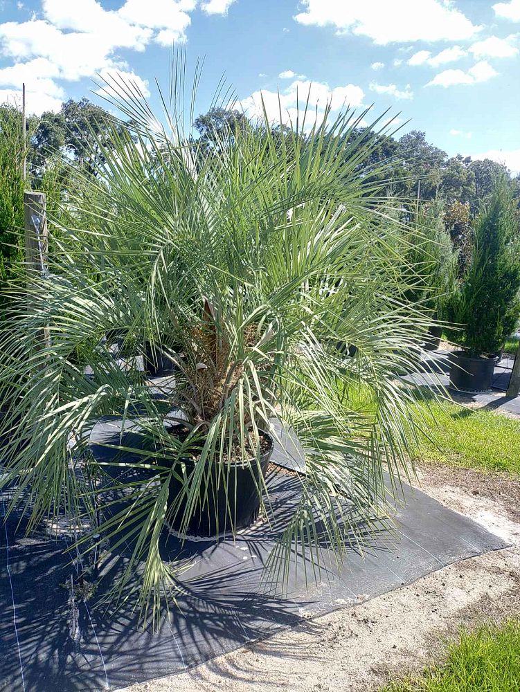butia-capitata-cocos-australis-pindo-palm-jelly-palm