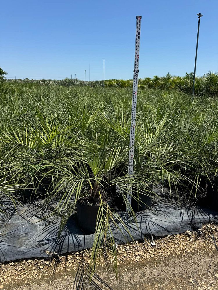 butia-capitata-cocos-australis-pindo-palm-jelly-palm