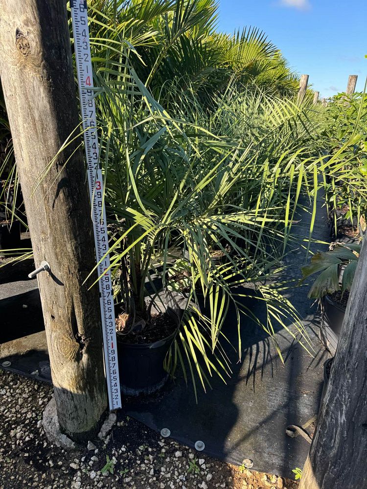 butia-capitata-cocos-australis-pindo-palm-jelly-palm