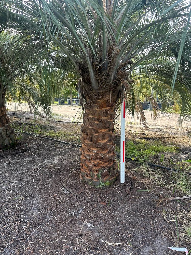 butia-capitata-cocos-australis-pindo-palm-jelly-palm