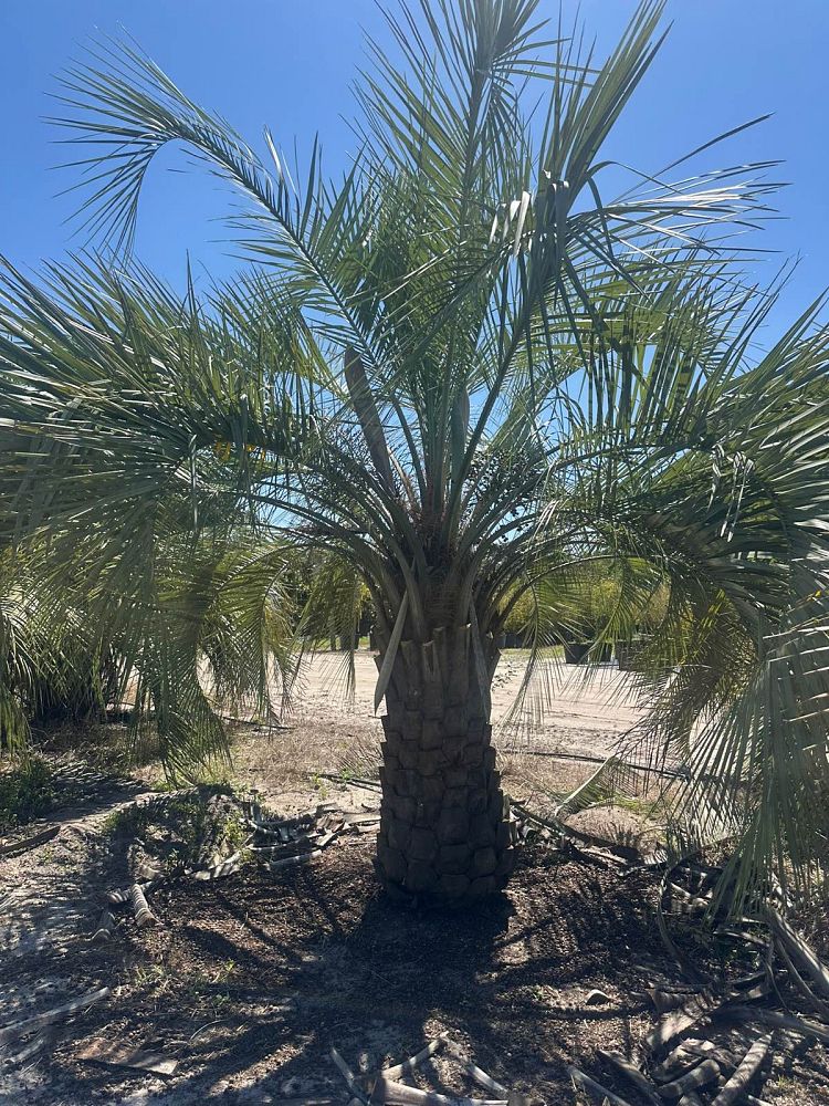 butia-capitata-cocos-australis-pindo-palm-jelly-palm