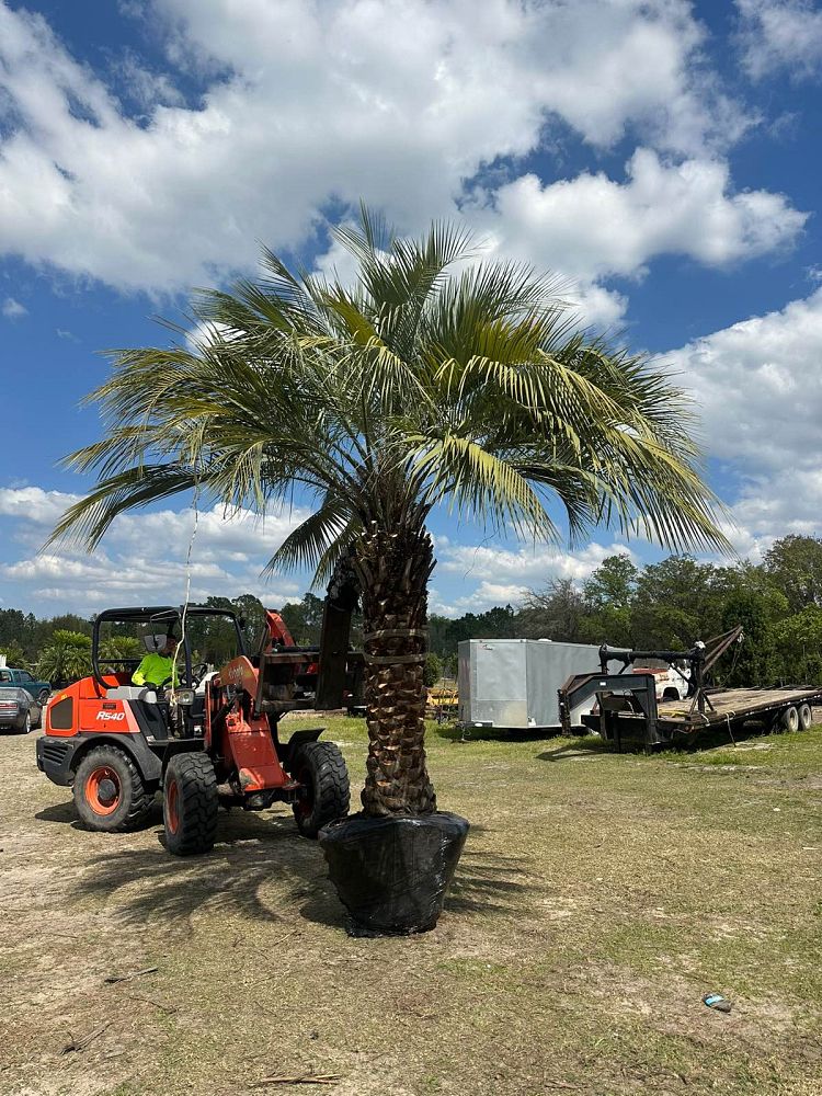 butia-capitata-cocos-australis-pindo-palm-jelly-palm