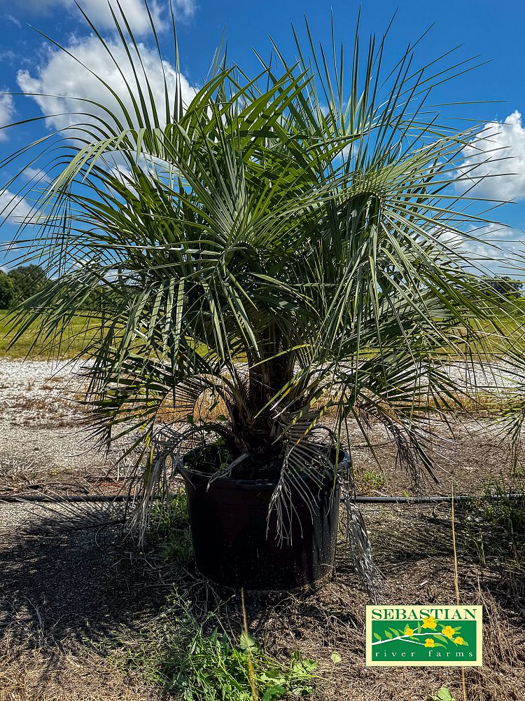 butia-capitata-cocos-australis-pindo-palm-jelly-palm