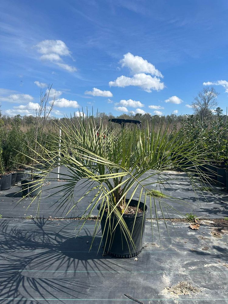 butia-capitata-cocos-australis-pindo-palm-jelly-palm