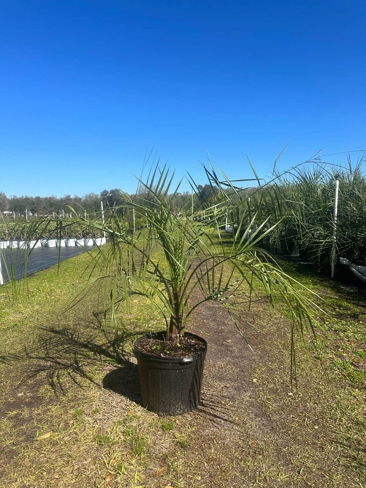 butia-capitata-cocos-australis-pindo-palm-jelly-palm