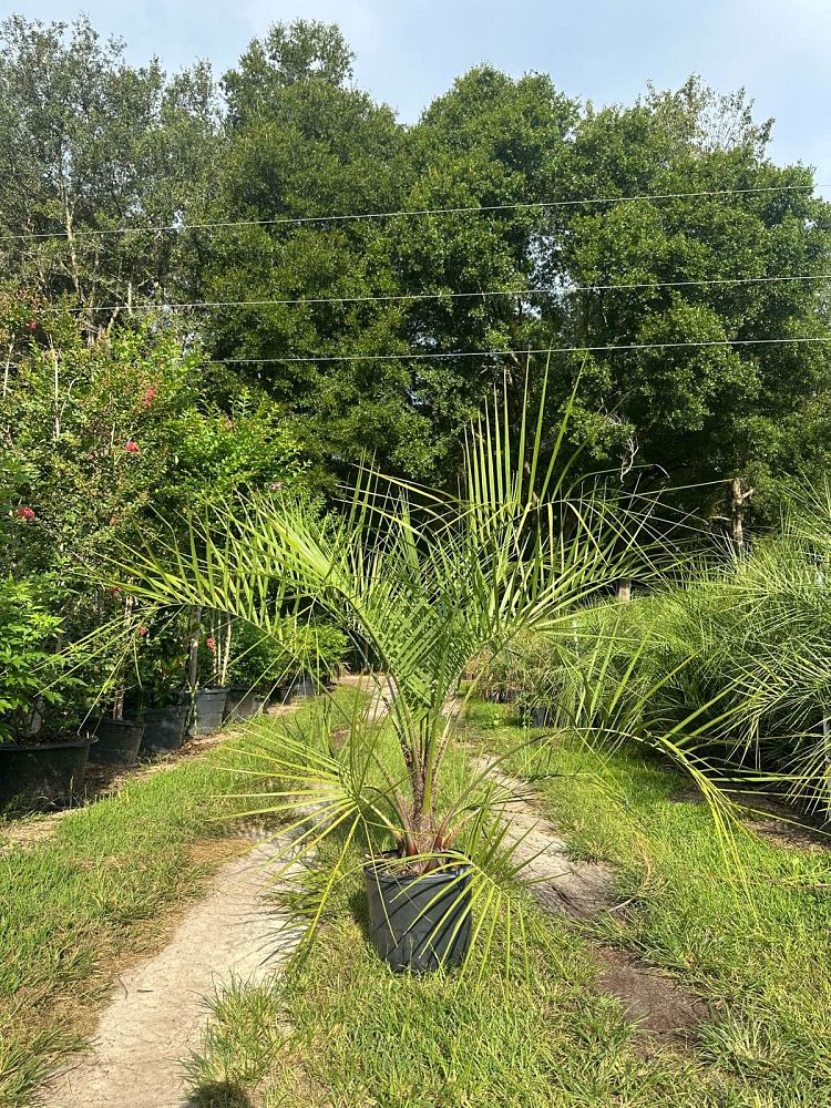 butia-capitata-cocos-australis-pindo-palm-jelly-palm