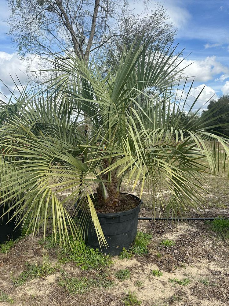 butia-capitata-cocos-australis-pindo-palm-jelly-palm