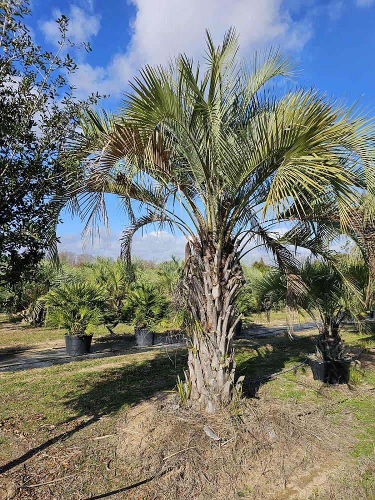 butia-capitata-cocos-australis-pindo-palm-jelly-palm