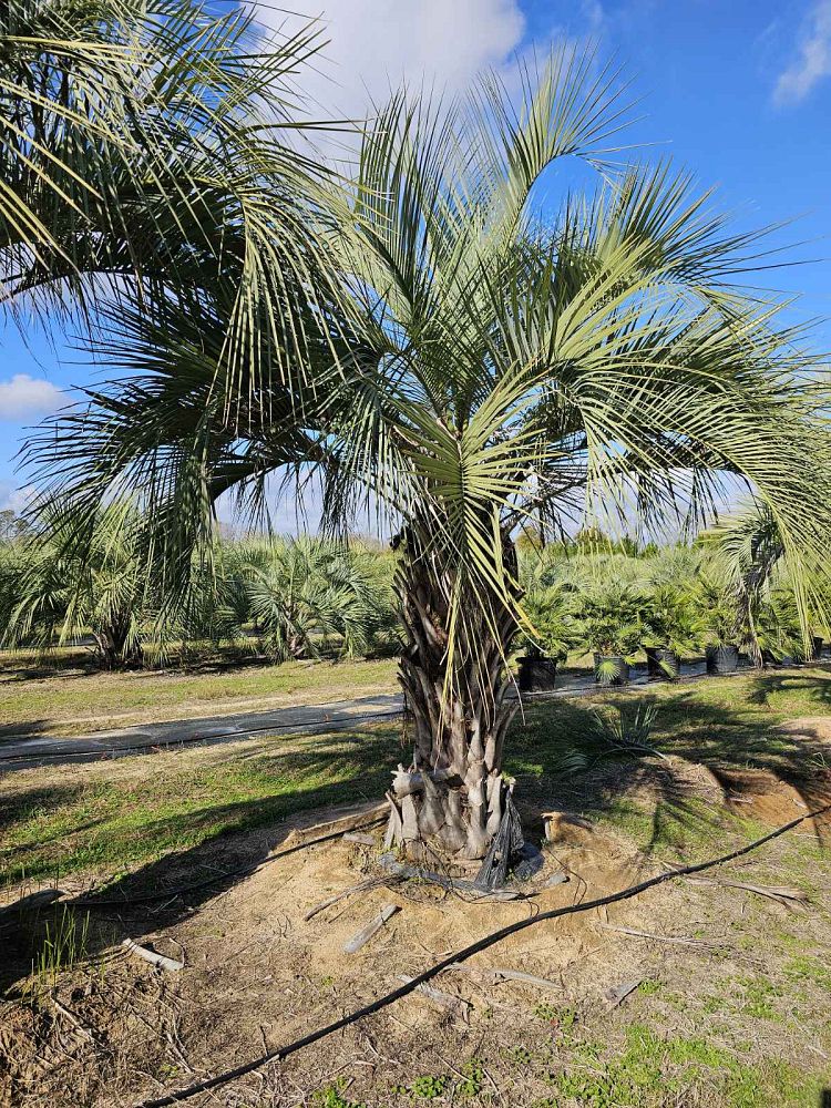 butia-capitata-cocos-australis-pindo-palm-jelly-palm