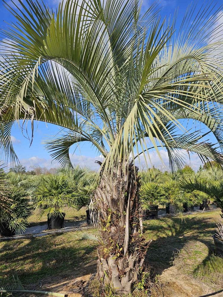 butia-capitata-cocos-australis-pindo-palm-jelly-palm
