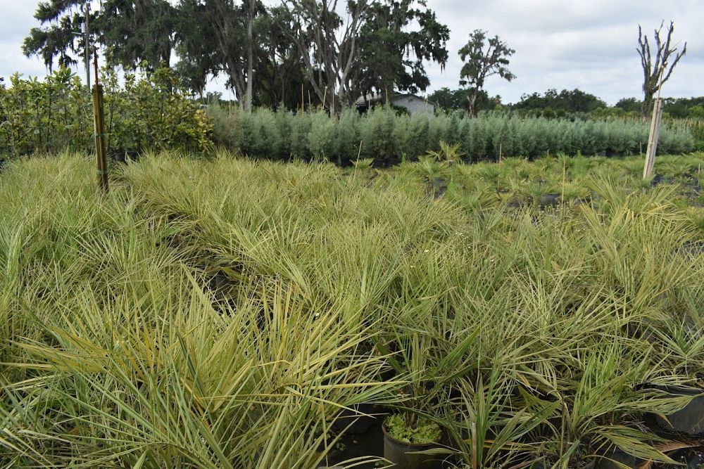butia-capitata-cocos-australis-pindo-palm-jelly-palm