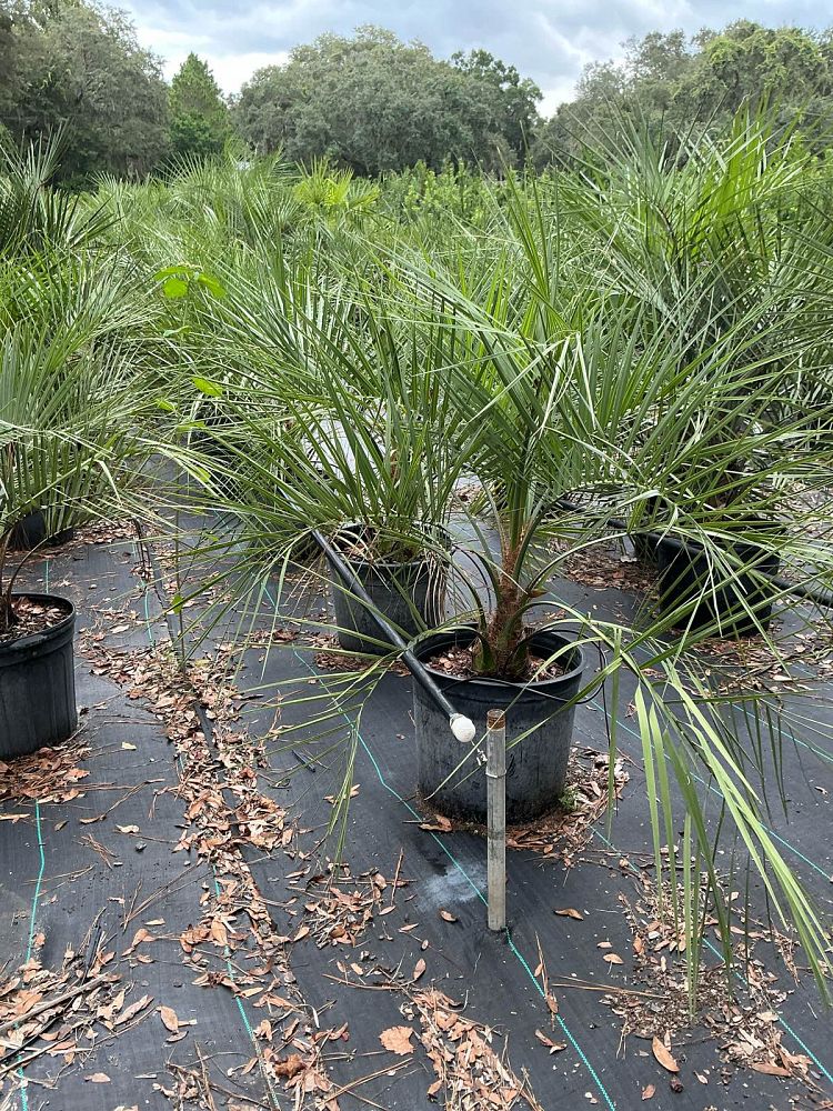 butia-capitata-cocos-australis-pindo-palm-jelly-palm