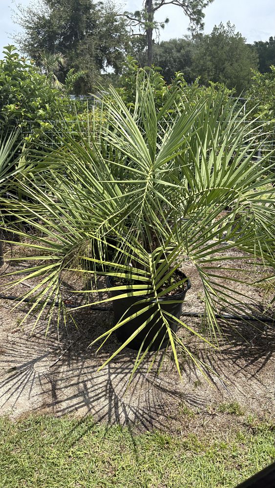 butia-capitata-cocos-australis-pindo-palm-jelly-palm