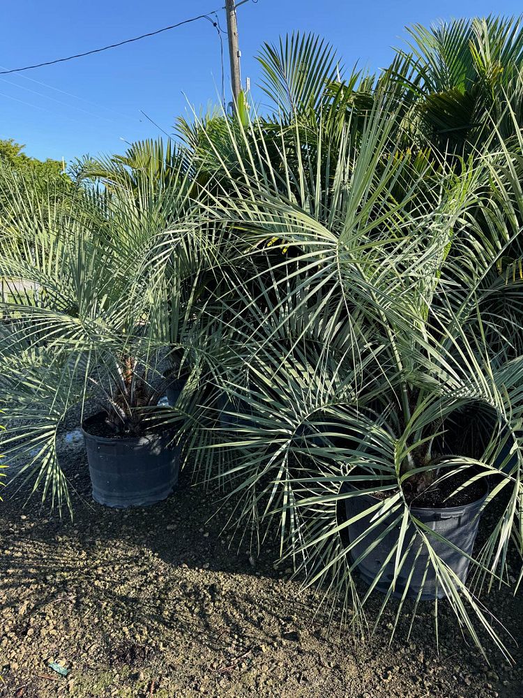 butia-capitata-cocos-australis-pindo-palm-jelly-palm