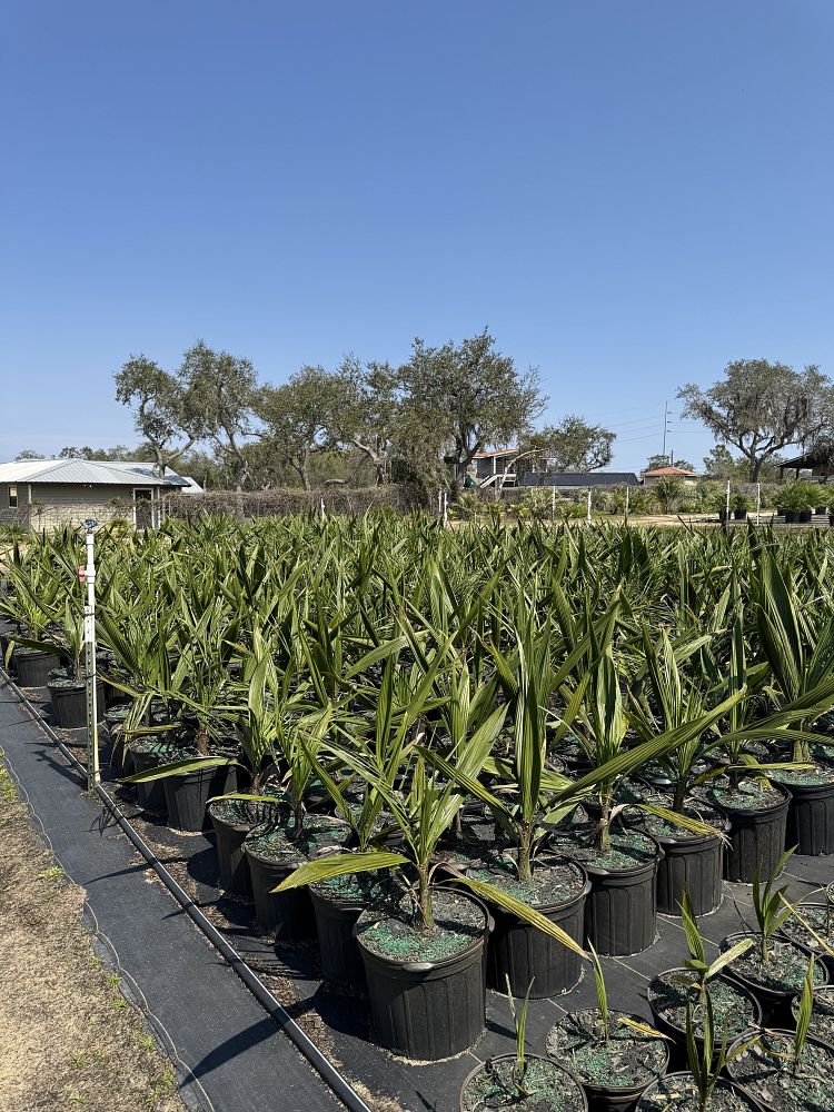 butia-capitata-cocos-australis-pindo-palm-jelly-palm
