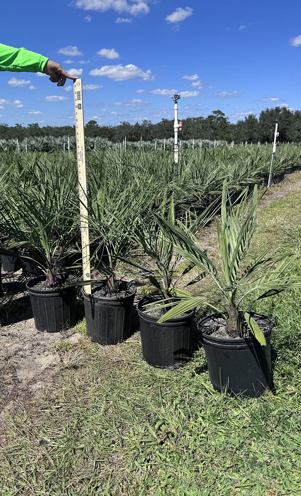 butia-capitata-cocos-australis-pindo-palm-jelly-palm