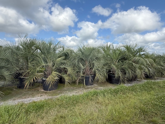 butia-capitata-cocos-australis-pindo-palm-jelly-palm