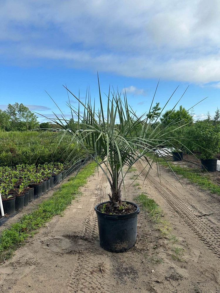 butia-capitata-cocos-australis-pindo-palm-jelly-palm