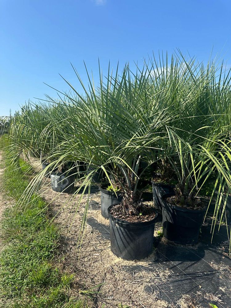 butia-capitata-cocos-australis-pindo-palm-jelly-palm