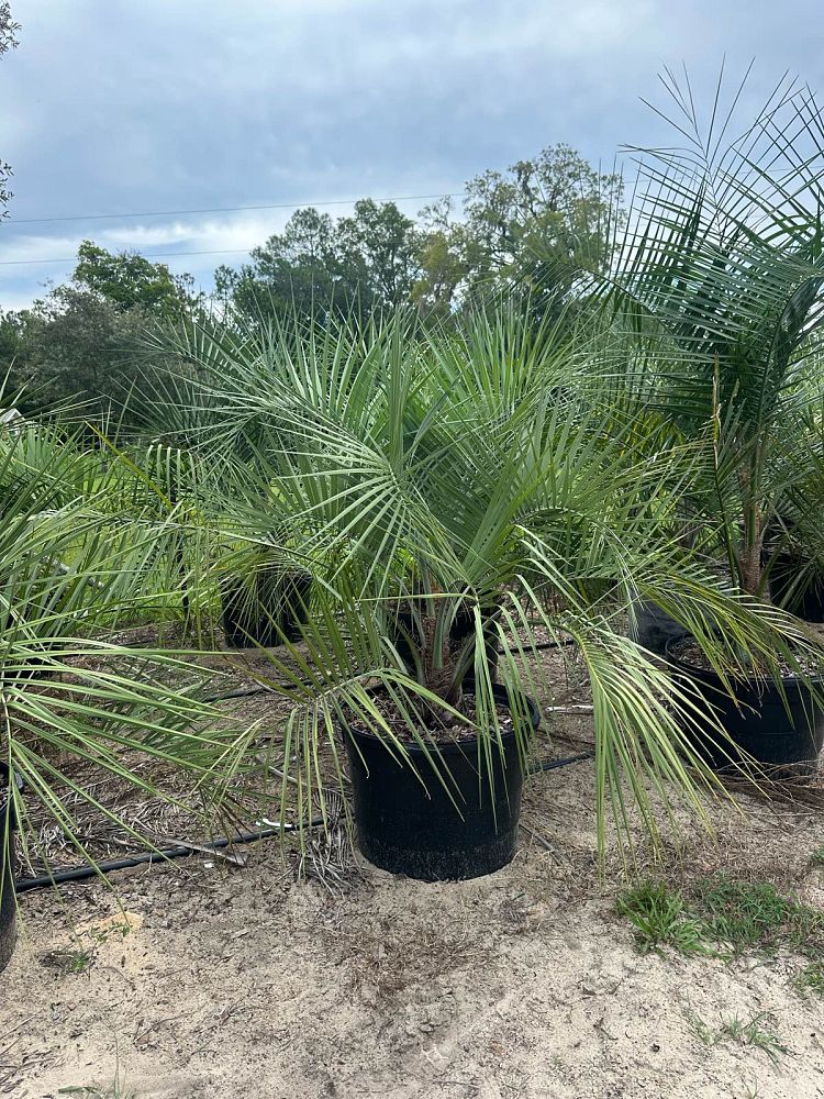 butia-capitata-cocos-australis-pindo-palm-jelly-palm