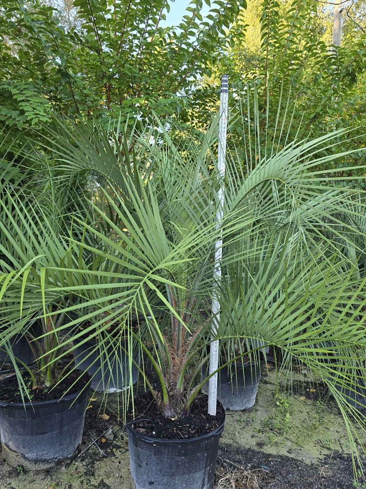 butia-capitata-cocos-australis-pindo-palm-jelly-palm