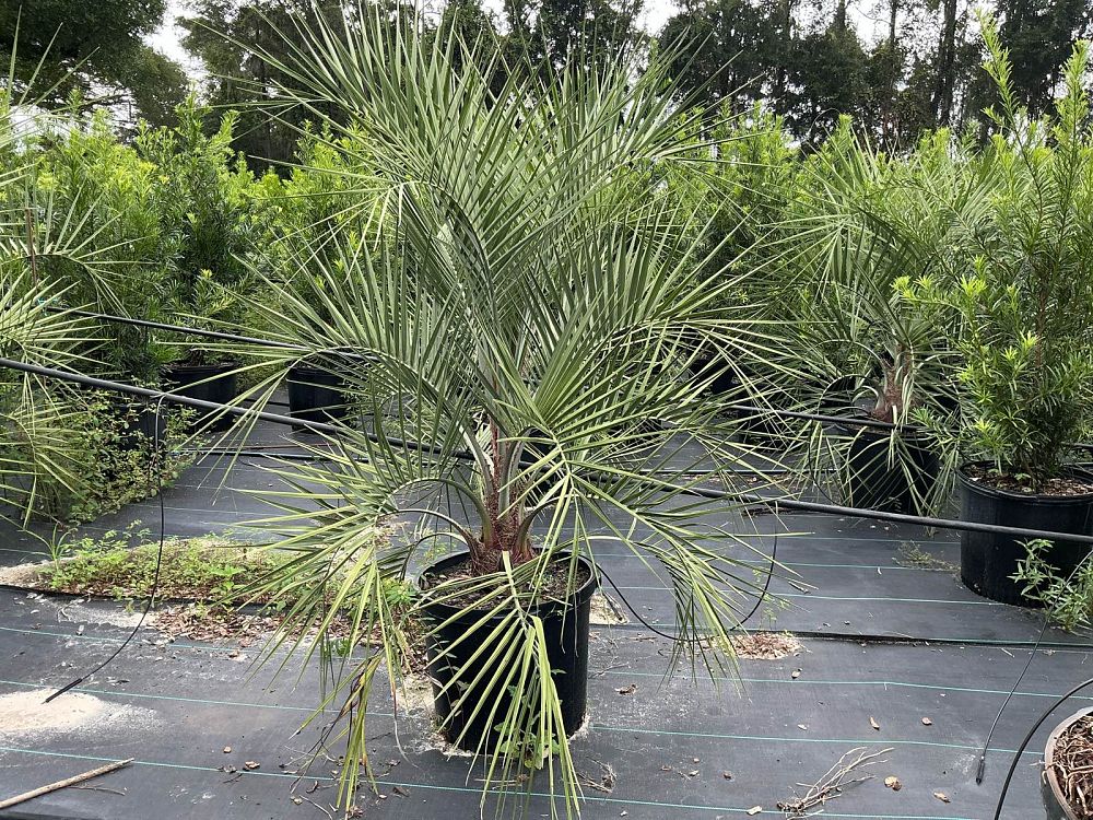 butia-capitata-cocos-australis-pindo-palm-jelly-palm