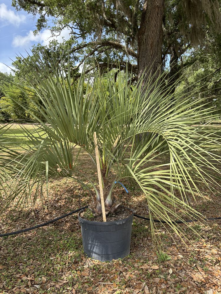 butia-capitata-cocos-australis-pindo-palm-jelly-palm