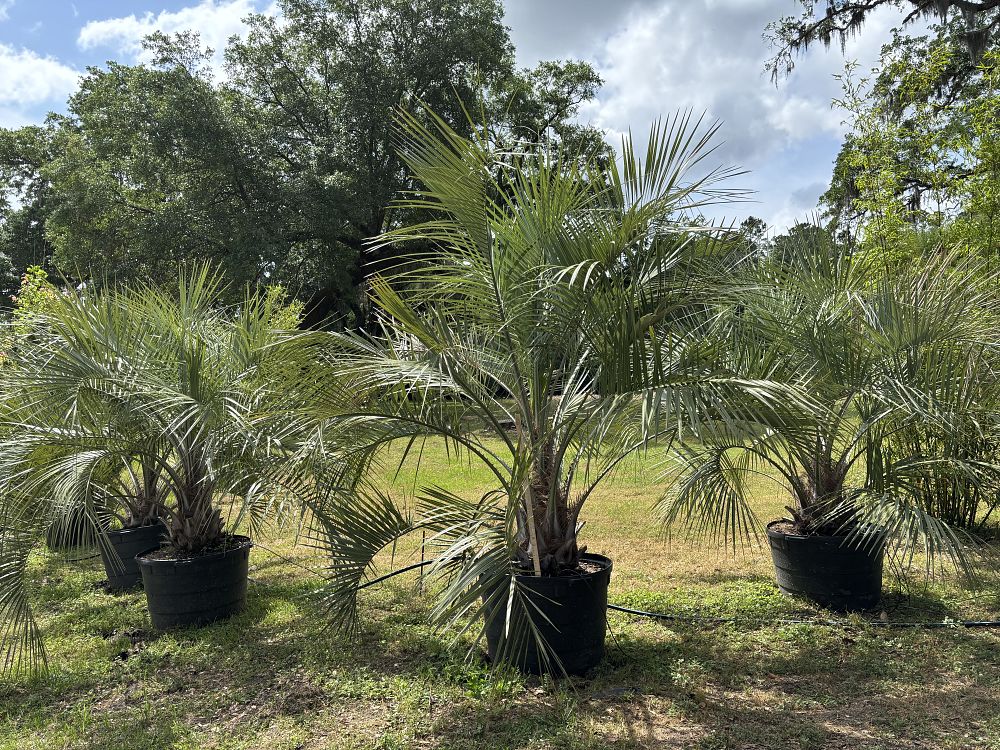butia-capitata-cocos-australis-pindo-palm-jelly-palm