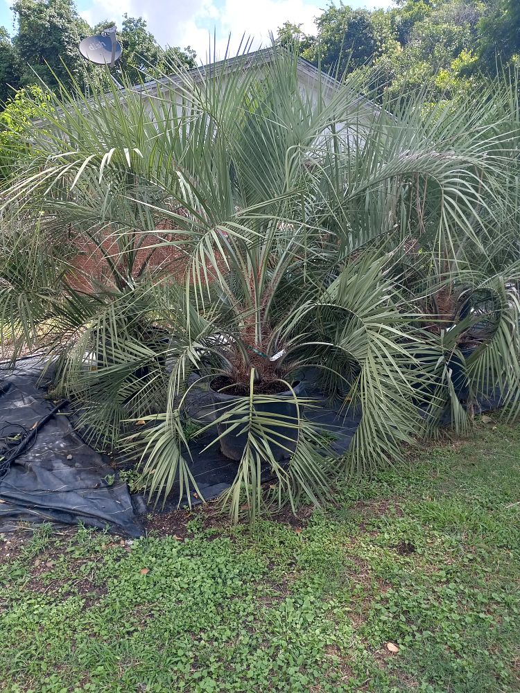 butia-capitata-cocos-australis-pindo-palm-jelly-palm