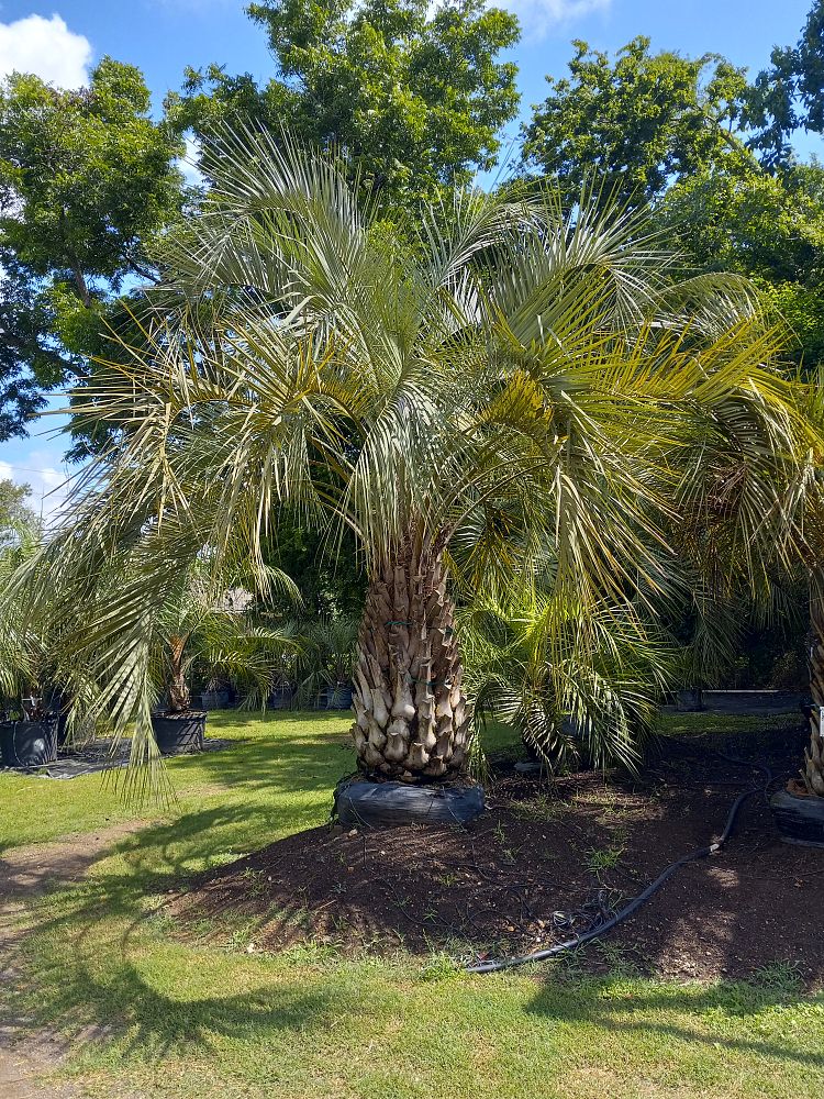 butia-capitata-cocos-australis-pindo-palm-jelly-palm