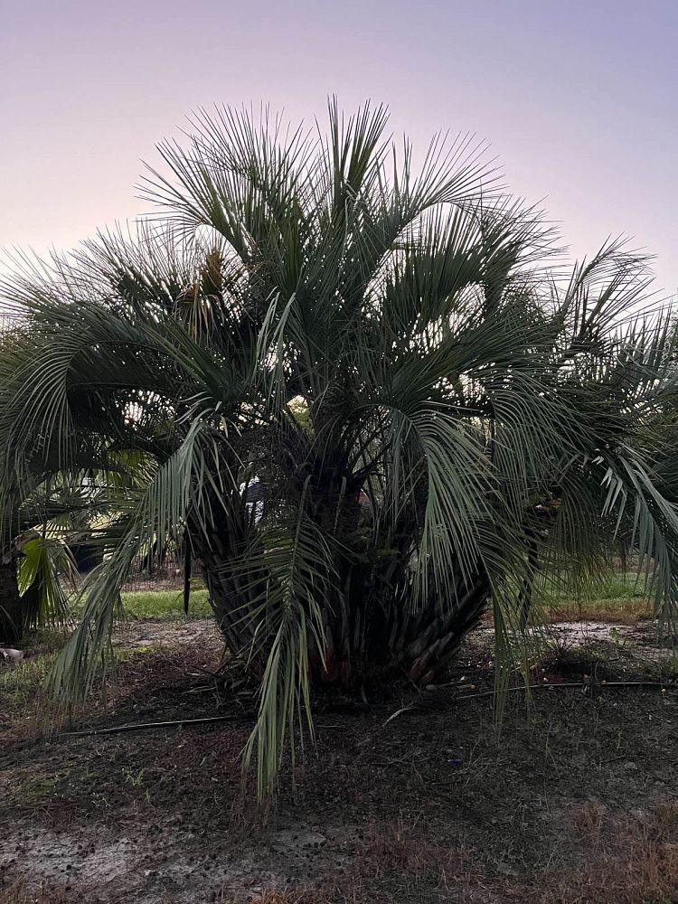 butia-capitata-cocos-australis-pindo-palm-jelly-palm