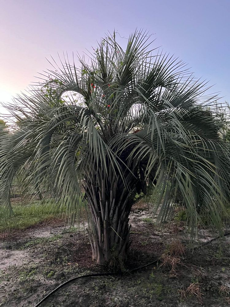 butia-capitata-cocos-australis-pindo-palm-jelly-palm
