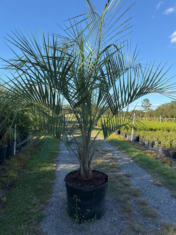 butia-capitata-cocos-australis-pindo-palm-jelly-palm