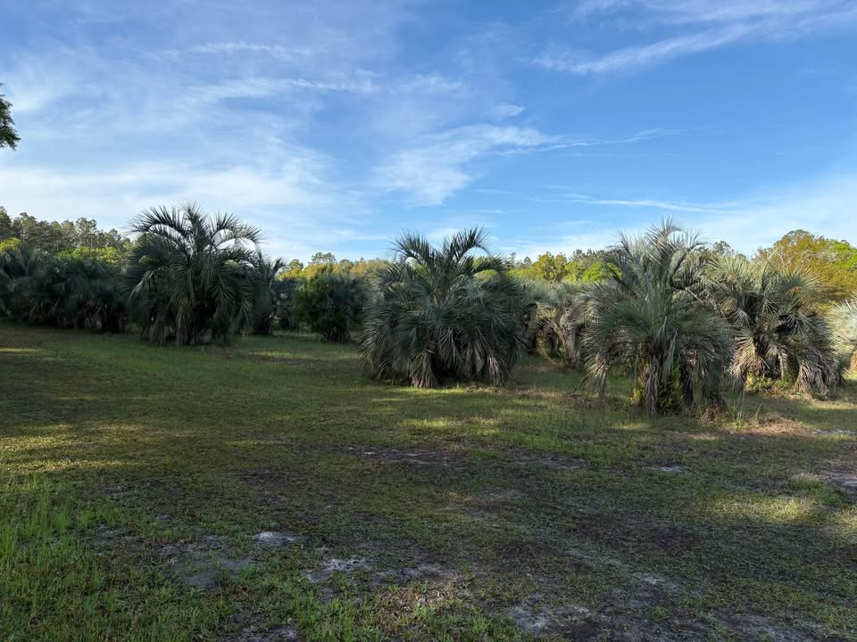 butia-capitata-cocos-australis-pindo-palm-jelly-palm