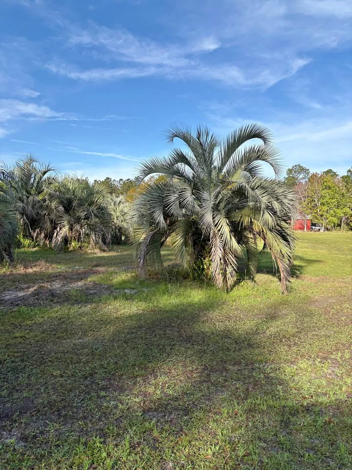 butia-capitata-cocos-australis-pindo-palm-jelly-palm
