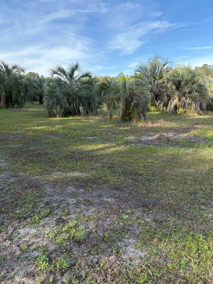 butia-capitata-cocos-australis-pindo-palm-jelly-palm