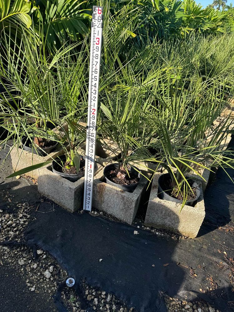 butia-capitata-cocos-australis-pindo-palm-jelly-palm