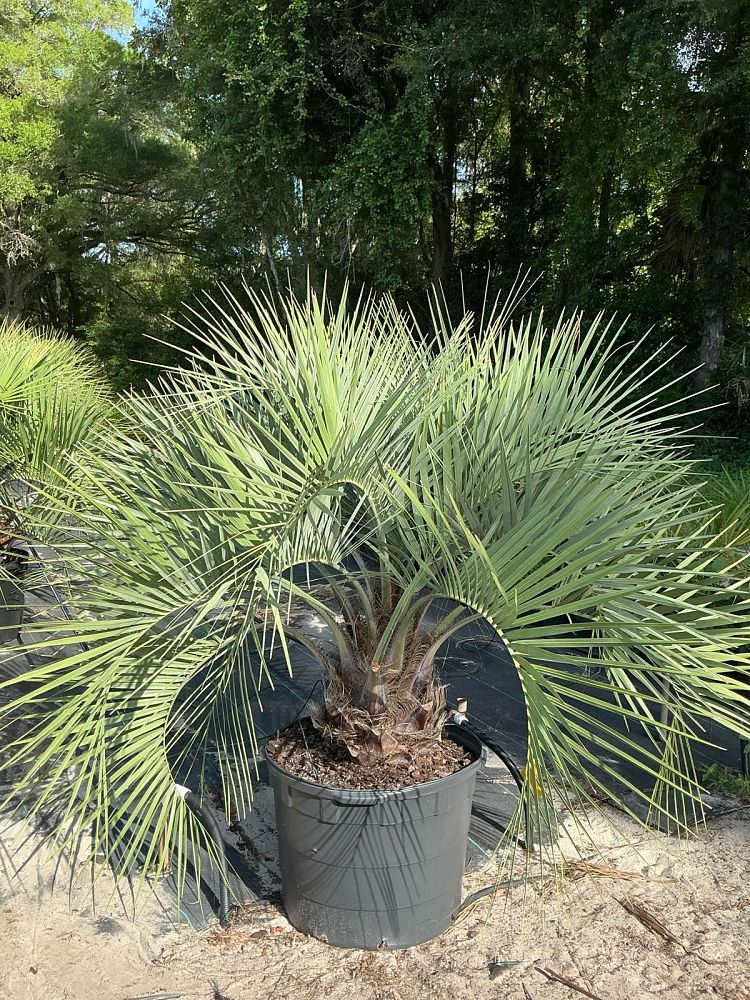 butia-capitata-cocos-australis-pindo-palm-jelly-palm