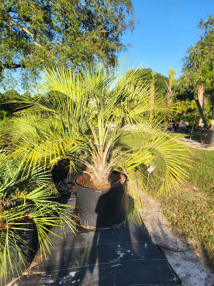 butia-capitata-cocos-australis-pindo-palm-jelly-palm