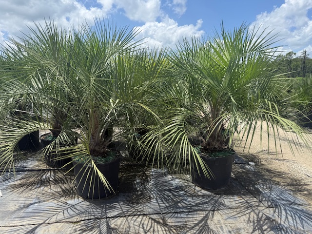 butia-capitata-cocos-australis-pindo-palm-jelly-palm