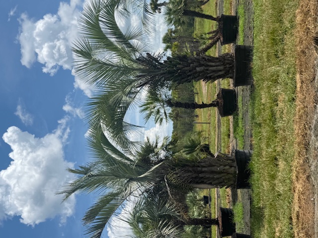 butia-capitata-cocos-australis-pindo-palm-jelly-palm
