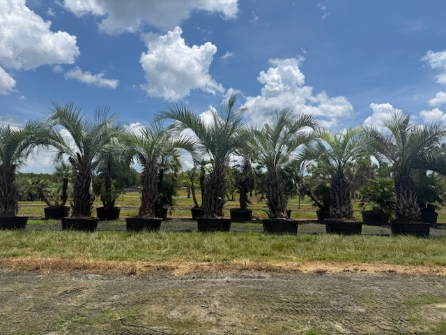 butia-capitata-cocos-australis-pindo-palm-jelly-palm