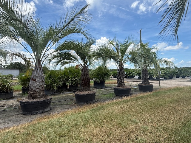 butia-capitata-cocos-australis-pindo-palm-jelly-palm