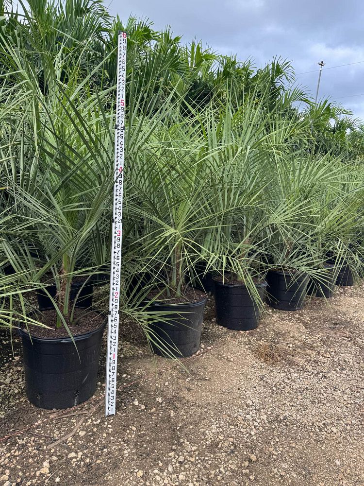 butia-capitata-cocos-australis-pindo-palm-jelly-palm