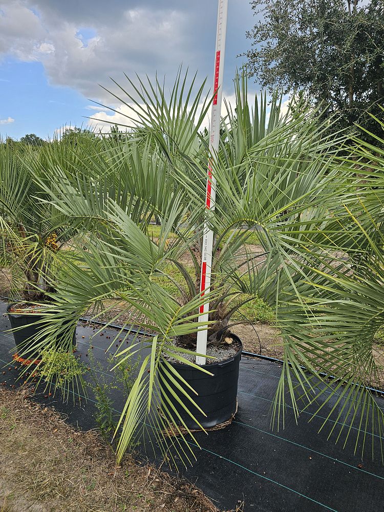 butia-capitata-cocos-australis-pindo-palm-jelly-palm
