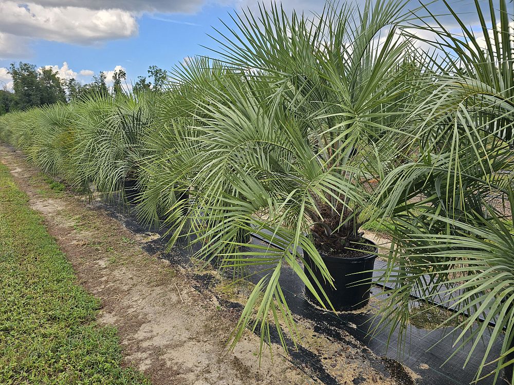 butia-capitata-cocos-australis-pindo-palm-jelly-palm