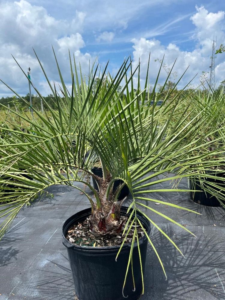 butia-capitata-cocos-australis-pindo-palm-jelly-palm