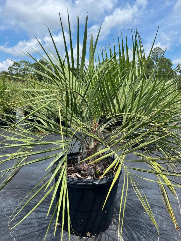 butia-capitata-cocos-australis-pindo-palm-jelly-palm